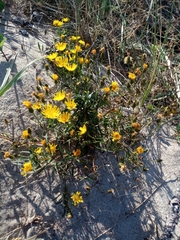 Hieracium umbellatum maritimum