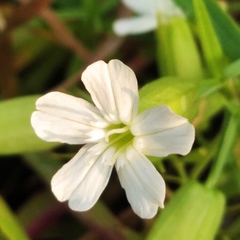 Silene procumbens