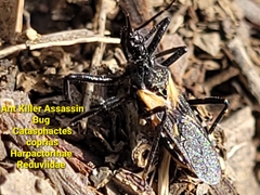 Catasphactes coprias