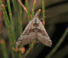 Dichromodes triparata