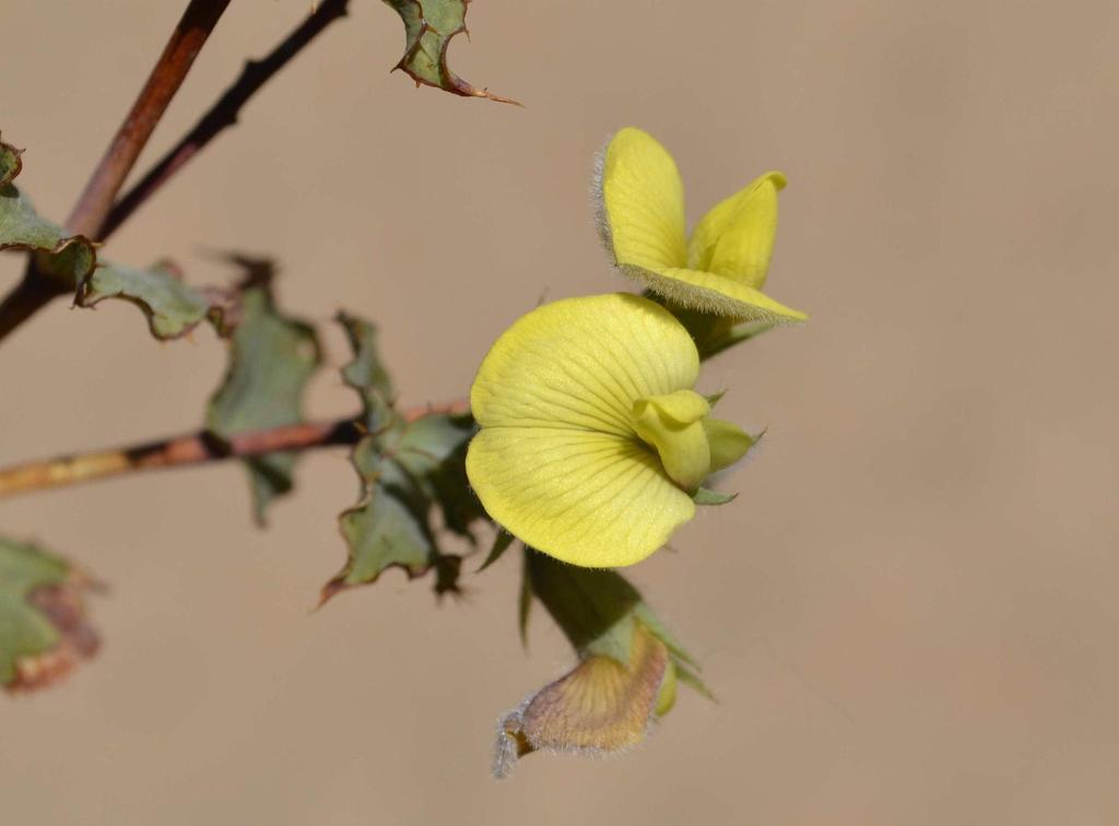 Scallop Capegorse
