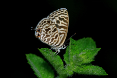 Leptotes plinius plinius