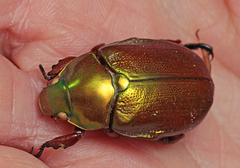 Anoplognathus viridiaeneus
