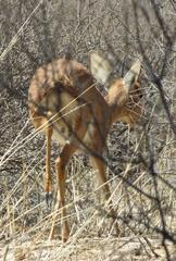 Raphicerus campestris steinhardti