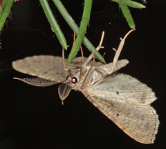 Casbia eremias