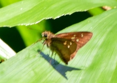 Isma protoclea