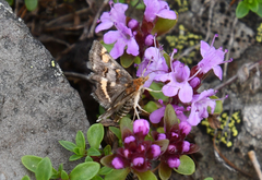Pyrausta porphyralis