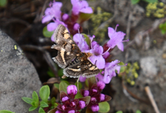 Pyrausta porphyralis