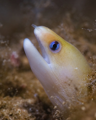 Gymnothorax melatremus