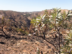 Protea caffra caffra