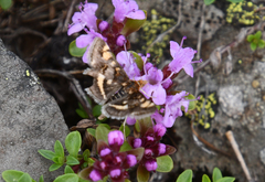 Pyrausta porphyralis