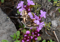 Pyrausta porphyralis