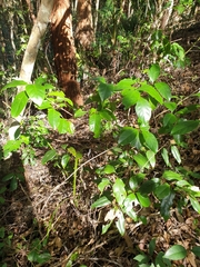 Vanguerieae