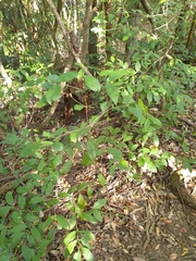 Vanguerieae