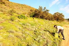 Atriplex lindleyi inflata