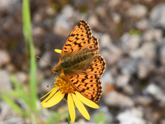Boloria alaskensis