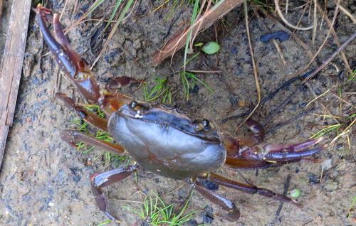 Potamonautes barbarai
