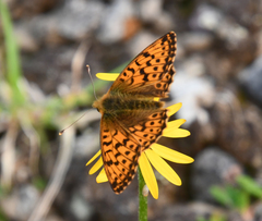Boloria alaskensis