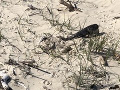 Thinornis cucullatus