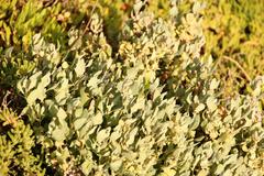 Atriplex lindleyi inflata