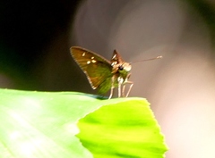 Isma protoclea