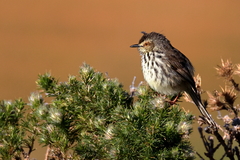 Karoo Prinia photo 3