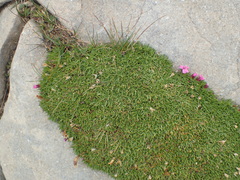 Silene acaulis acaulis