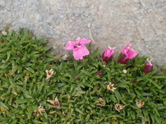 Silene acaulis acaulis
