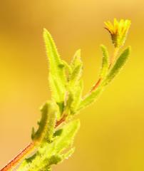 Osteospermum calendulaceum