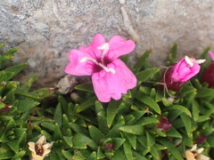 Silene acaulis acaulis
