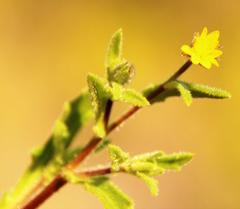 Osteospermum calendulaceum