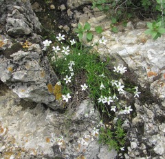 Sabulina biebersteinii
