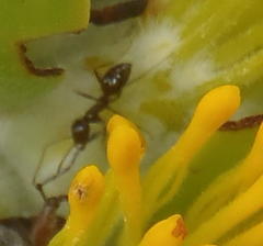 Anoplolepis steingroeveri