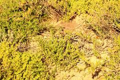 Osteospermum calendulaceum