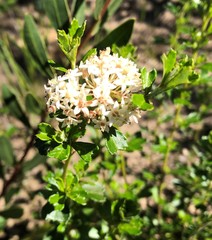 Pomaderris obcordata