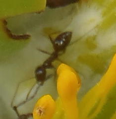 Anoplolepis steingroeveri