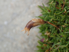 Silene acaulis acaulis