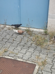 Columba livia domestica