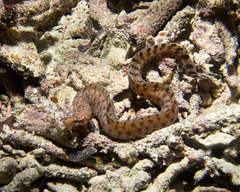 Gymnothorax zonipectis