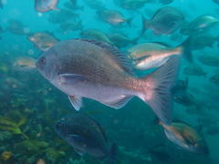 Pachymetopon blochii