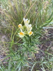 Linaria buriatica