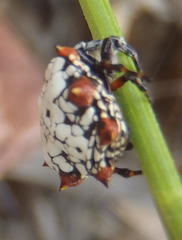 Isoxya mossamedensis