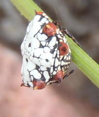 Isoxya mossamedensis