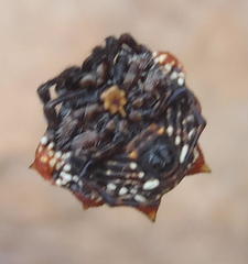 Isoxya mossamedensis