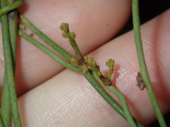 Cassytha paniculata