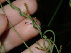 Cassytha paniculata
