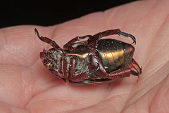 Anoplognathus viridiaeneus