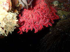 Melithaea rubra