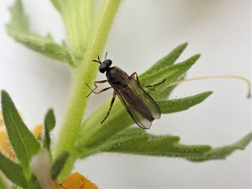 Sugarcane Soldier Fly photo 3