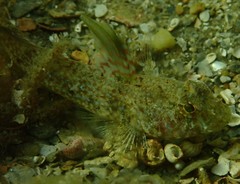 Nesogobius pulchellus